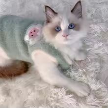 Abbigliamento caldo per gatti – Comodo maglione invernale per gattini